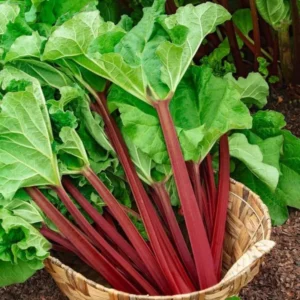 Live Rhubarb Root Division - 2 Year Old Plant for Planting Outdoors