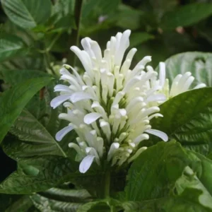 Live Shrimp Plant - 2 Live Plants, 3-5 Inch Tall, White Pot - Indoor/Outdoor