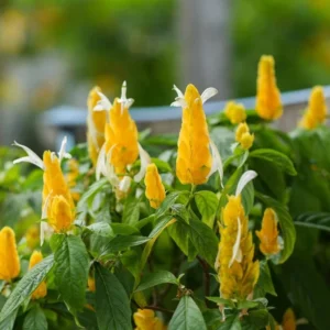 Live Shrimp Plant - 2 Live Plants, 3-5 Inch, Yellow Pot - Indoor/Outdoor