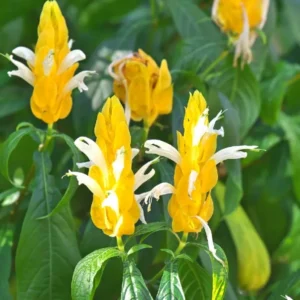 Live Shrimp Plant - 2 Live Plants, 3-5 Inch, Yellow Pot - Indoor/Outdoor