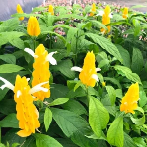 Live Shrimp Plant - 2 Live Plants, 3-5 Inch, Yellow Pot - Indoor/Outdoor