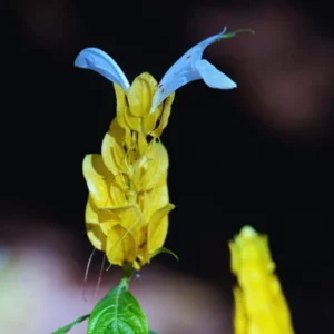 Live Shrimp Plant - 2 Live Plants, 3-5 Inch, Yellow Pot - Indoor/Outdoor