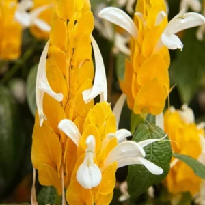 Live Shrimp Plant - 2 Live Plants, 3-5 Inch, Yellow Pot - Indoor/Outdoor