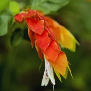 Live Shrimp Plant - 2 Pack - 3-5 Inch Tall - Red Pot - Indoor/Outdoor