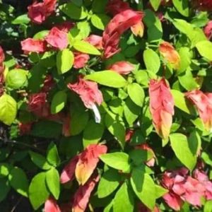 Live Shrimp Plant - 2 Pack - 3-5 Inch Tall - Red Pot - Indoor/Outdoor