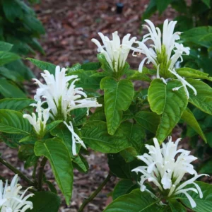 Live Shrimp Plant Growing Kit - Includes 3 Plants, 3-5 Inch Tall, White Pot