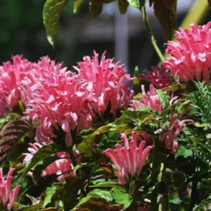 Live Shrimp Plant for Growing - 4-6 Inch Tall Pink Shrimp Plant - Indoor/Outdoor