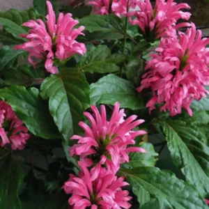 Live Shrimp Plant for Growing - 4-6 Inch Tall Pink Shrimp Plant - Indoor/Outdoor