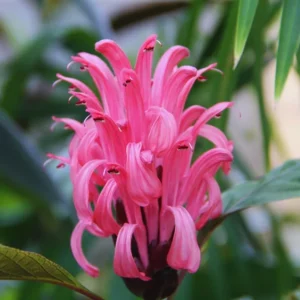 Live Shrimp Plant for Growing - 4-6 Inch Tall Pink Shrimp Plant - Indoor/Outdoor