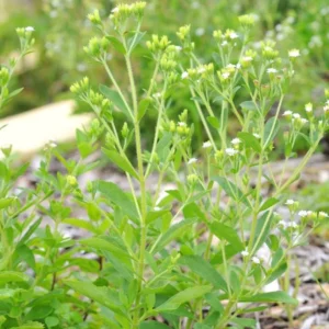 Live Stevia Plant 2-Pack - Sweetleaf Stevia in 4 Inch Pot - Garden Ready Seedlings