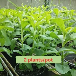 Live Stevia Plant 2-Pack - Sweetleaf Stevia in 4 Inch Pot - Garden Ready Seedlings