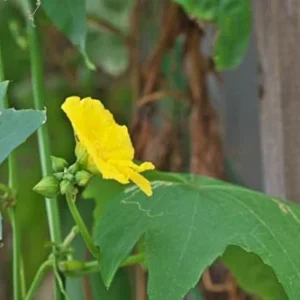 Luffa Gourd Plant Live - 4 Inch Pot - Grow Your Own Loofah Sponge