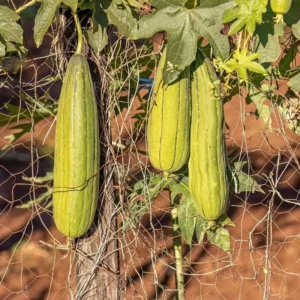 Luffa Gourd Plant Live - 4 Inch Pot - Grow Your Own Loofah Sponge