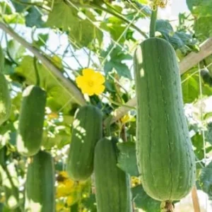 Luffa Gourd Plant Live - 4 Inch Pot - Grow Your Own Loofah Sponge