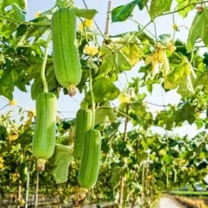 Luffa Gourd Plant Live - 4 Inch Pot - Grow Your Own Loofah Sponge