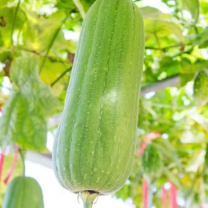 Luffa Gourd Plant Live - 4 Inch Pot - Grow Your Own Loofah Sponge