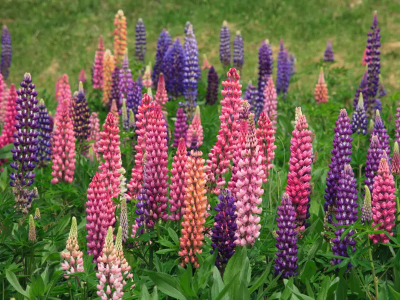 Lupine