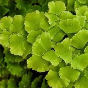 Maidenhair Fern Plant - 3.5 Inch Potted Live Fern Plant - Ready to Plant