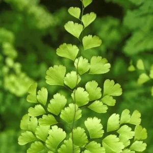 Maidenhair Fern Plant - 3.5 Inch Potted Live Fern Plant - Ready to Plant