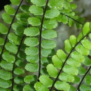 Maidenhair Fern Plant - 3.5 Inch Potted Live Fern Plant - Ready to Plant