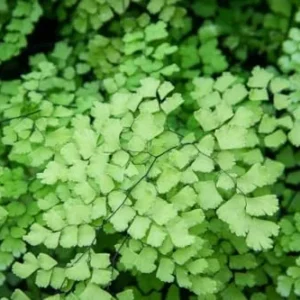 Maidenhair Fern Plant - 3.5 Inch Potted Live Fern Plant - Ready to Plant