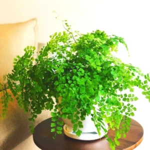 Maidenhair Fern Plant - 3.5 Inch Potted Live Fern Plant - Ready to Plant