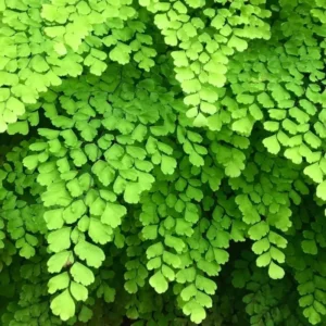 Maidenhair Fern Plant - 3.5 Inch Potted Live Fern Plant - Ready to Plant