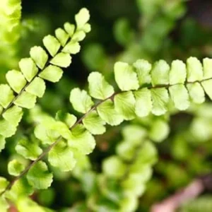 Maidenhair Fern Plant - 3.5 Inch Potted Live Fern Plant - Ready to Plant