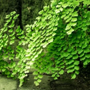 Maidenhair Fern Plant Live - 3.5 Inch Potted Fern Plant