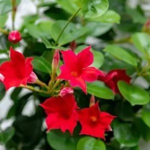 Mandevilla Plant: 3 Live Red Vine Seedlings, 10-20 Inches - Perennial Flower