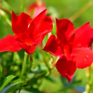 Mandevilla Plant: 3 Live Red Vine Seedlings, 10-20 Inches - Perennial Flower