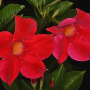 Mandevilla Plant: 3 Live Red Vine Seedlings, 10-20 Inches - Perennial Flower