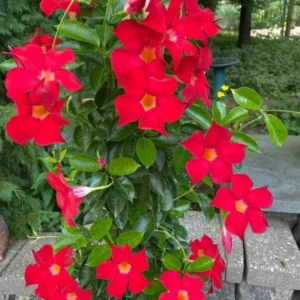 Mandevilla Plant: 3 Live Red Vine Seedlings, 10-20 Inches - Perennial Flower