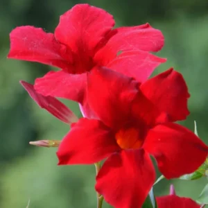 Mandevilla Plant: 3 Live Red Vine Seedlings, 10-20 Inches - Perennial Flower