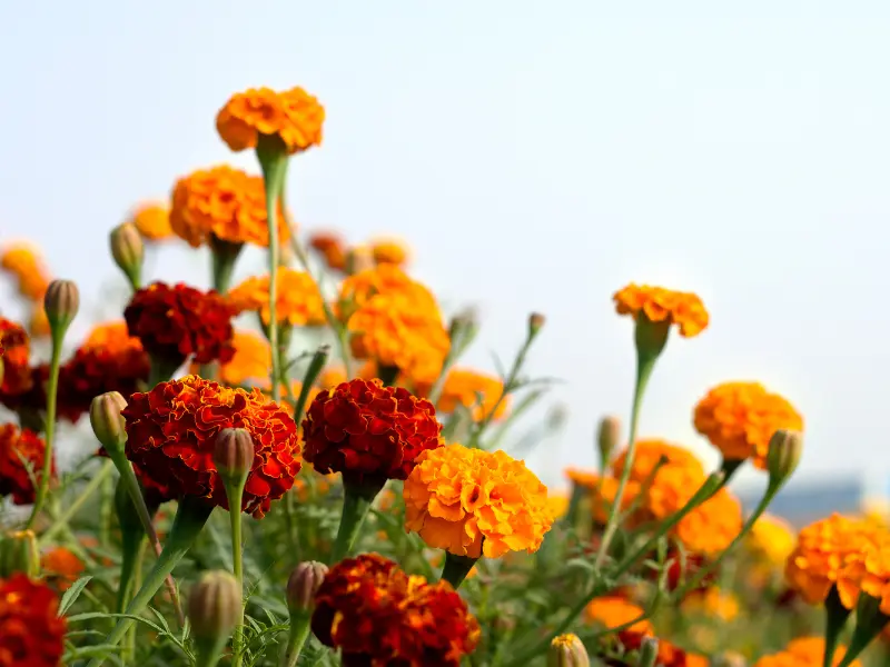 Marigolds