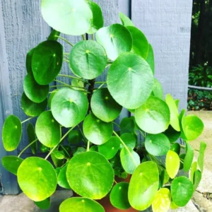 Money Plant Live - 3 Pilea Peperomioides Indoor Plants 3-6 Inch - Easy to Plant Houseplant