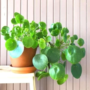 Money Plant Live - 3 Pilea Peperomioides Indoor Plants 3-6 Inch - Easy to Plant Houseplant