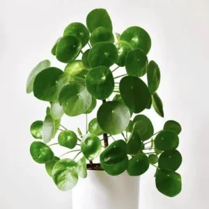 Money Plant Live Pilea Peperomioides 2-Pack Indoor House Plant