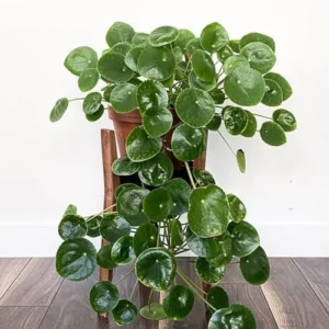 Money Plant Live Pilea Peperomioides 2-Pack Indoor House Plant