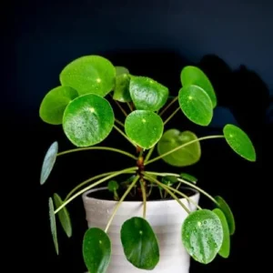 Money Plant Live Pilea Peperomioides 2-Pack Indoor House Plant