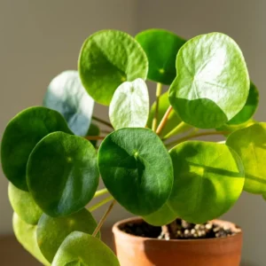 Money Plant Live Pilea Peperomioides, 4-6 Inch, Easy House Plant