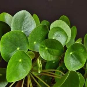 Money Plant Live Pilea Peperomioides, 4-6 Inch, Easy House Plant