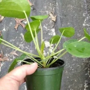 Money Plant Live Pilea Peperomioides, 4-6 Inch, Easy House Plant