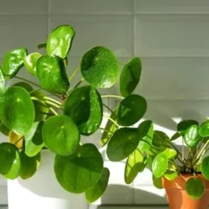 Money Plant Live Pilea Peperomioides, 4-6 Inch, Easy House Plant