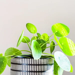 Money Plant Live Pilea Peperomioides, 4-6 Inch, Easy House Plant