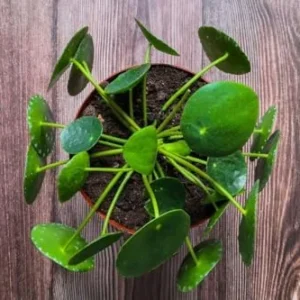 Money Plant Live Pilea Peperomioides, 4-6 Inch, Easy House Plant