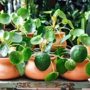 Money Tree Plants Indoor - 2 Live Pilea Peperomioides 5-7 Inch No Pot