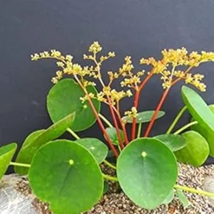 Money Tree Plants Indoor - 2 Live Pilea Peperomioides 5-7 Inch No Pot