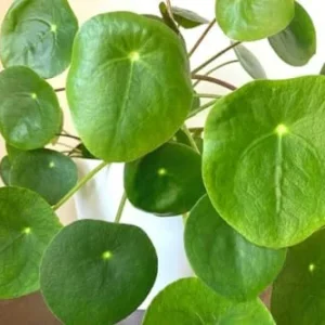 Money Tree Plants Indoor - 2 Live Pilea Peperomioides 5-7 Inch No Pot