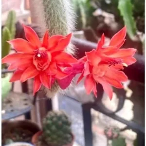 Monkey Tail Cactus Live Plant - 3.5-5